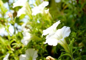 9390_270647163077148_2120498316_n