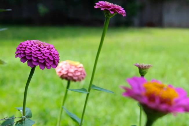 1045097_270647036410494_1604609450_n