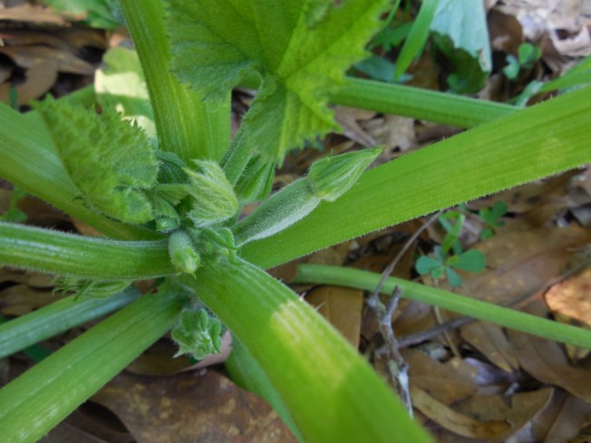 female zucchini flower