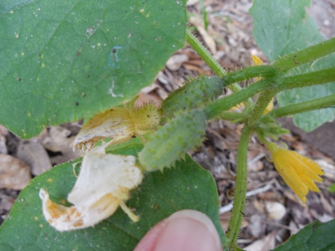 female cucumber flower