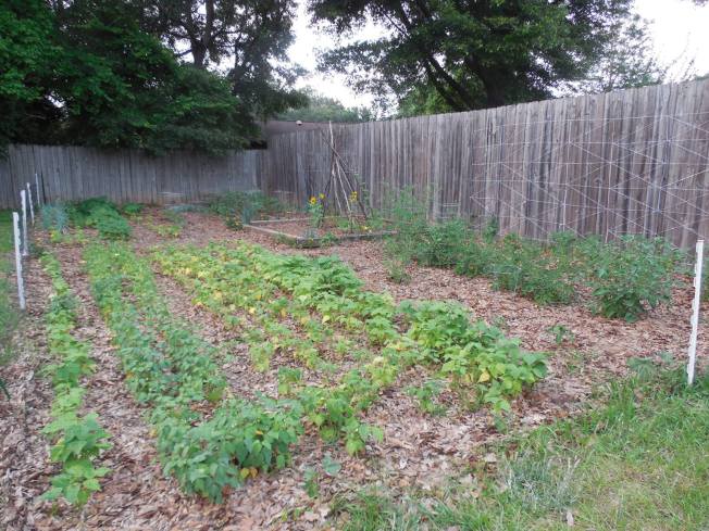 Large Florida backyard garden
