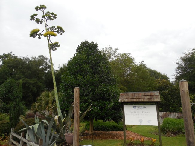 century plant in bloom