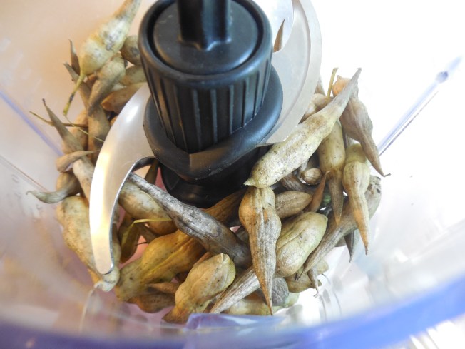 daikon radish seed pods