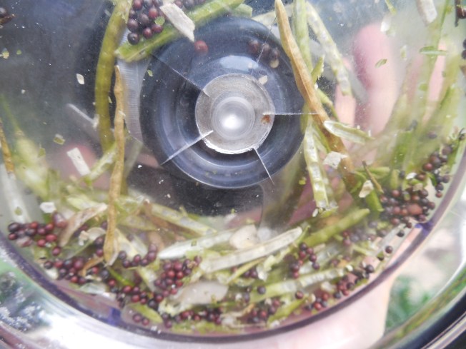 saving broccoli seeds