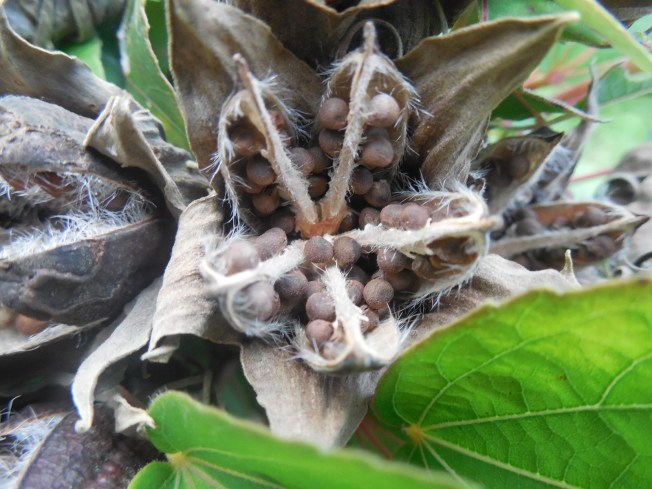 dinner plate hibiscus seeds