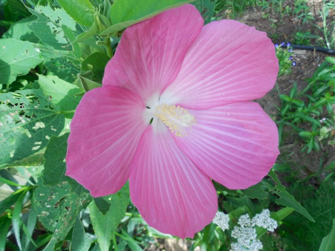 dinner plate hibiscus