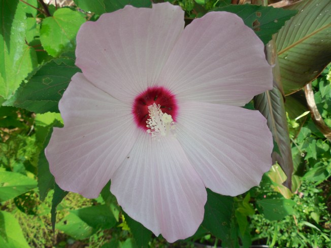 dinner plate hibiscus