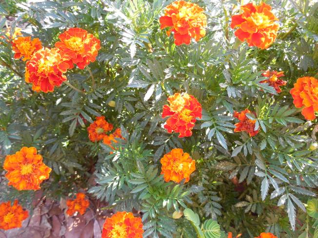 marigolds