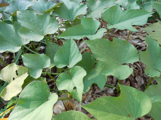 sweet potato vines with leaves