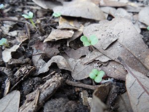 turnip seedlings