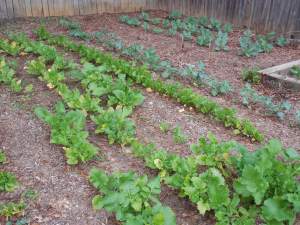Florida winter vegetable garden