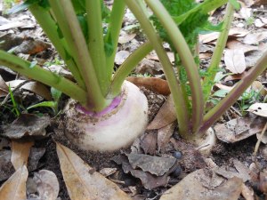 growing turnips in Florida