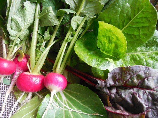 salad from North Florida garden