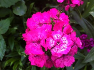 Sweet William
