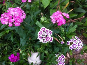 Sweet William