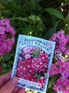 Growing Sweet William from Seed