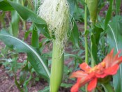 corn with zinnia