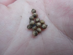 cilantro seeds (aka coriander)