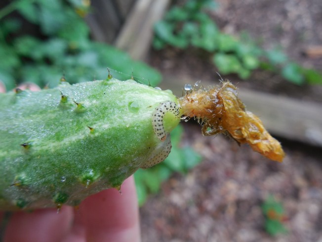 pickleworm on cucumber