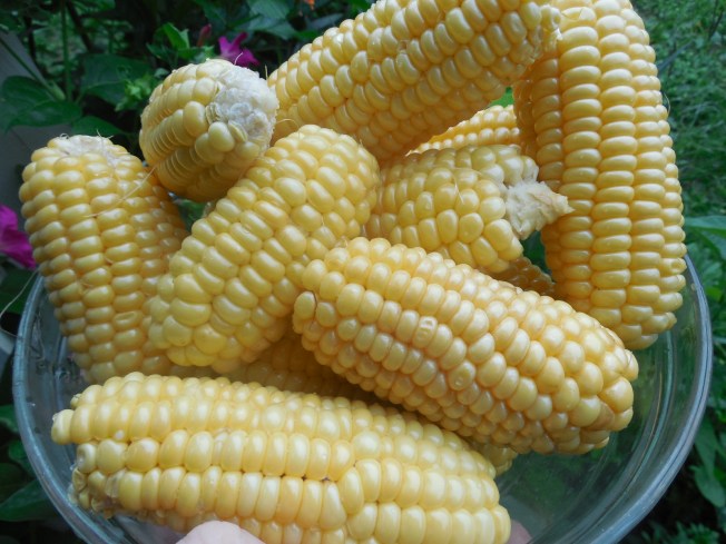 ears of Merit corn