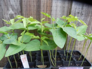 yard long bean plants
