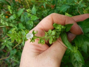 what to do when basil starts to flower