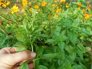 how to prune basil with pictures