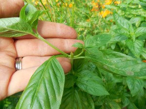 how to trim basil