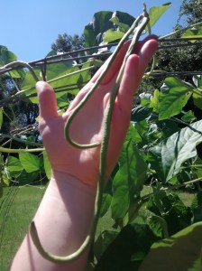 growing yard long beans