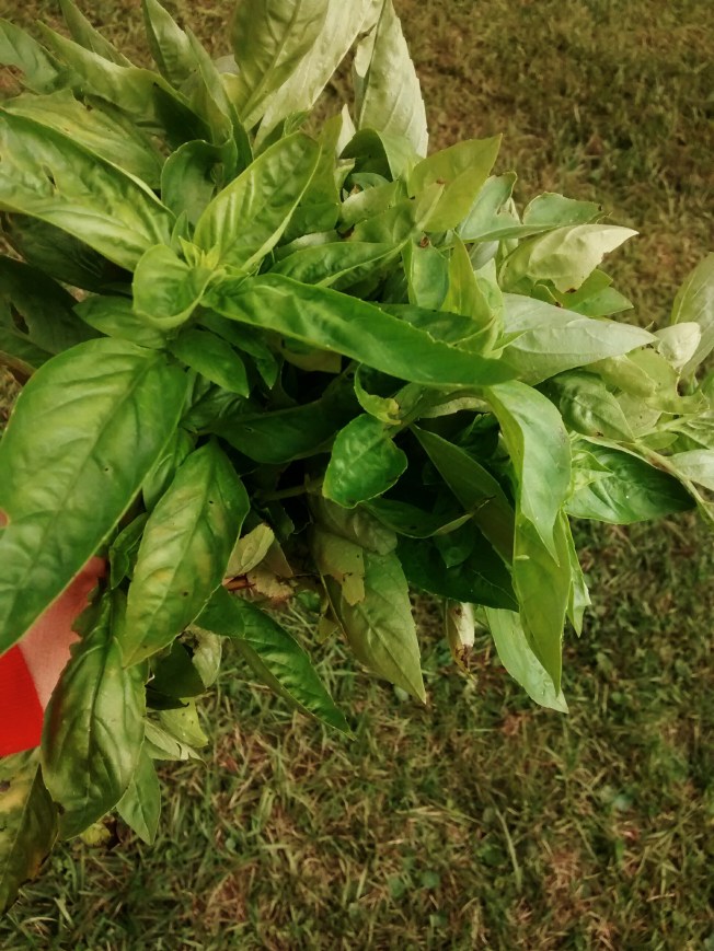 wp-1447940637807 image