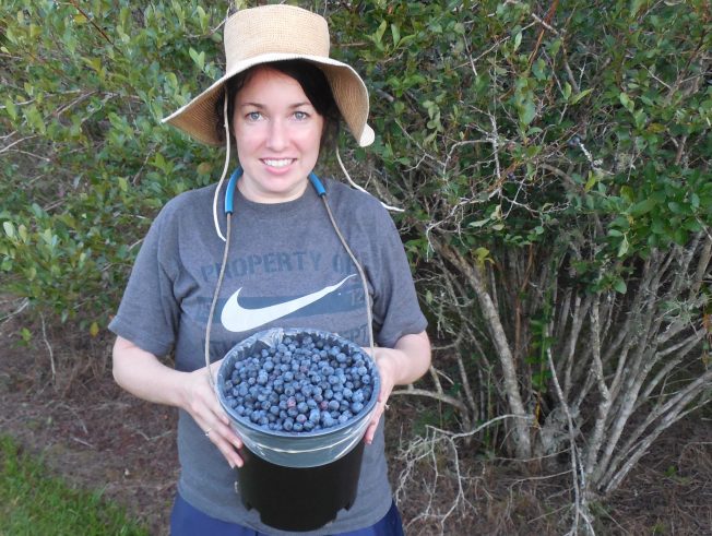 berry picking at Touchablue Berry Farm