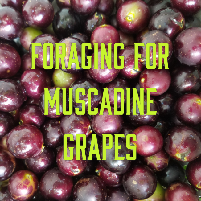 Foraging for Muscadine Grapes 