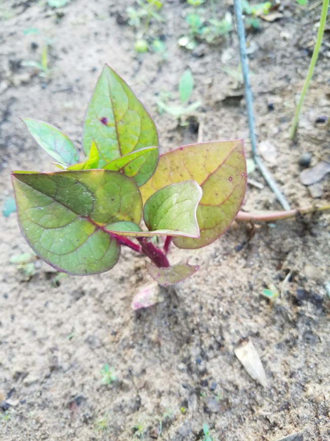 Malabar spinach picture