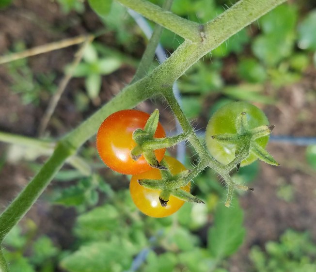 Matt's Wild Cherry Tomato