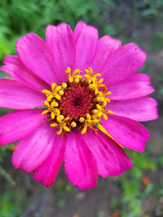 Pink zinnia